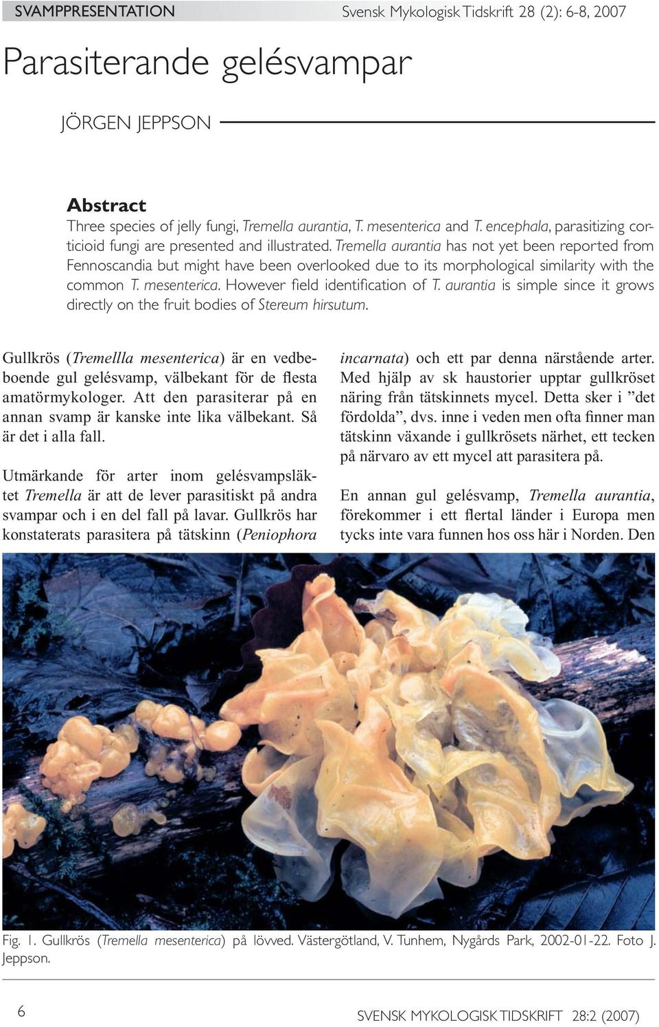 Tremella aurantia has not yet been reported from Fennoscandia but might have been overlooked due to its morphological similarity with the common T. mesenterica. However fi eld identifi cation of T.