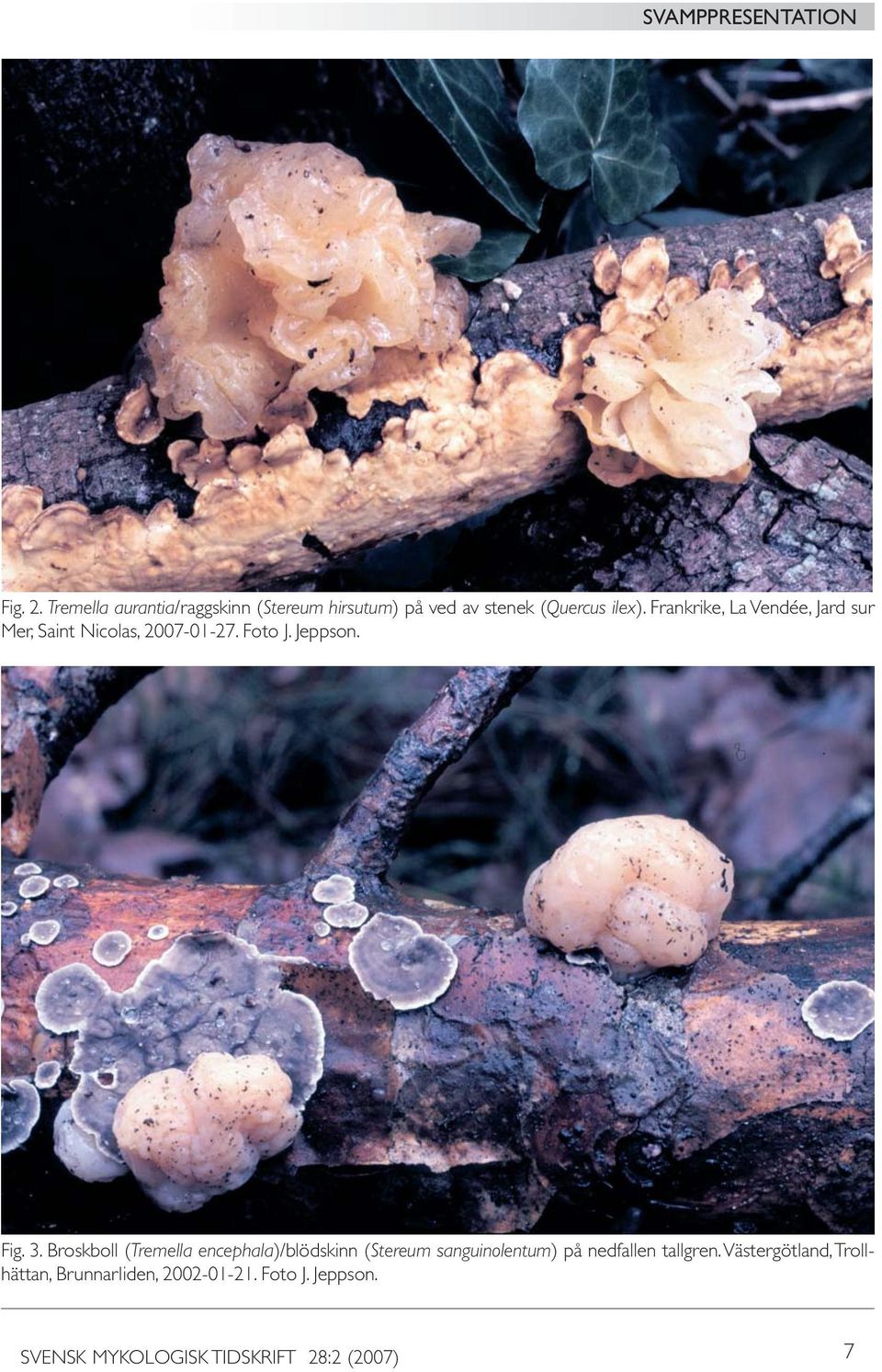 Broskboll (Tremella encephala)/blödskinn (Stereum sanguinolentum) på nedfallen tallgren.