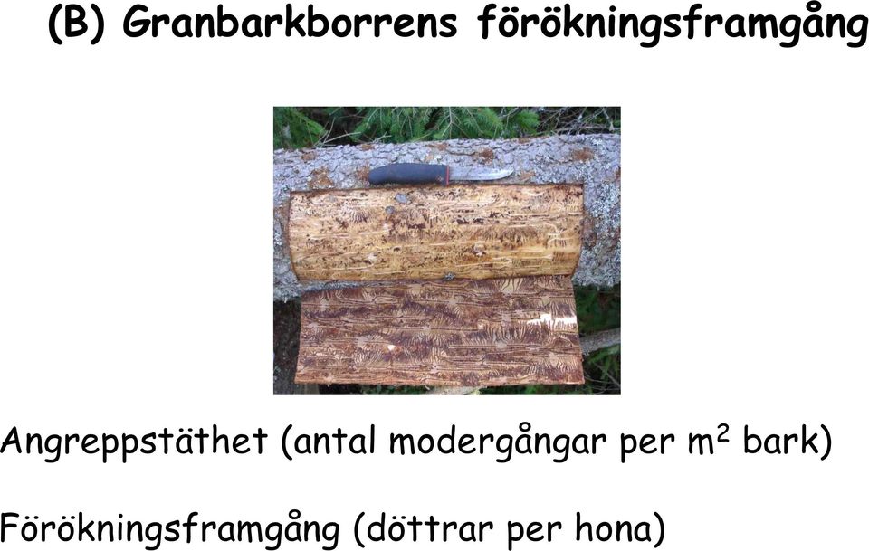 Angreppstäthet (antal