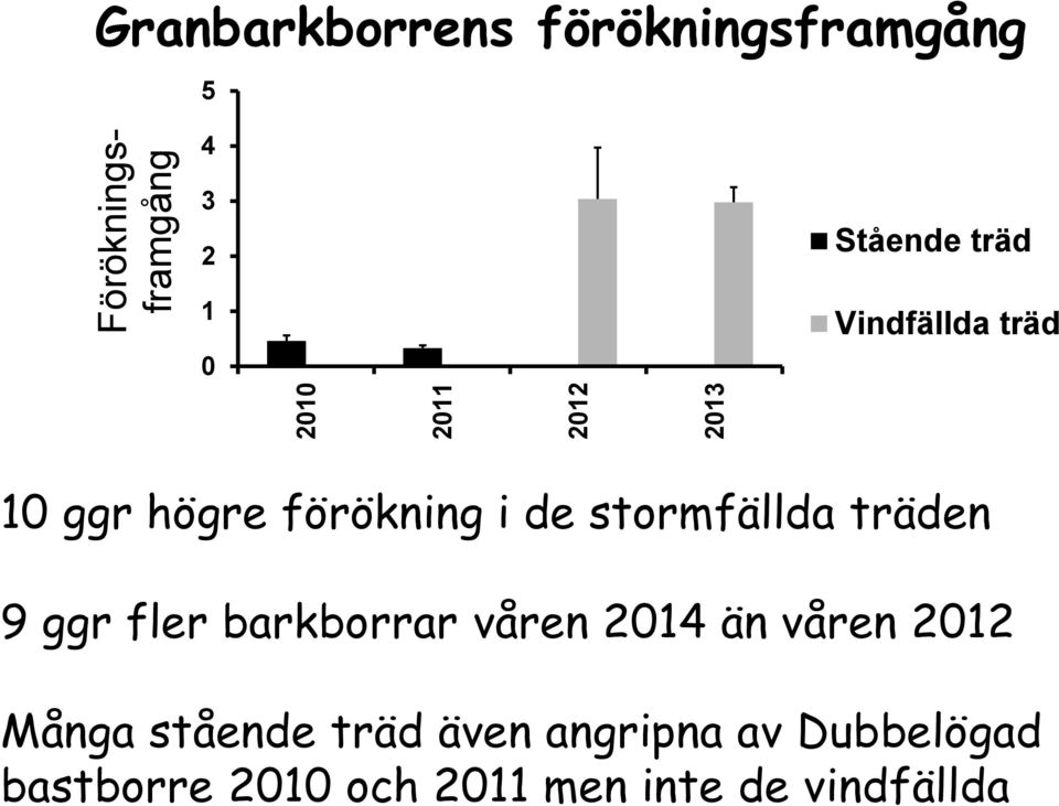 stormfällda träden 9 ggr fler barkborrar våren 214 än våren 212 Många