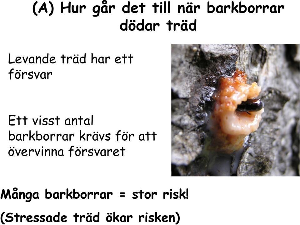 barkborrar krävs för att övervinna försvaret