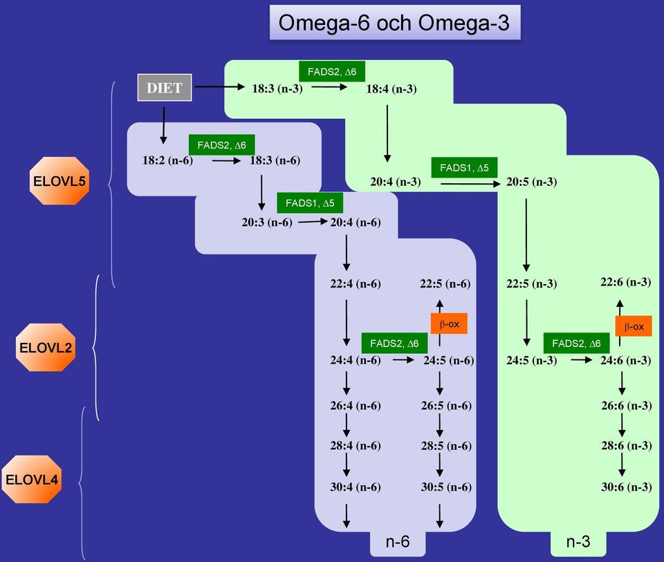 ELOVL2 -ox 24:4 (n-6) 24:5 (n-6) -ox 24:5 (n-3) 24:6 (n-3) 26:4 (n-6) 26:5 (n-6)
