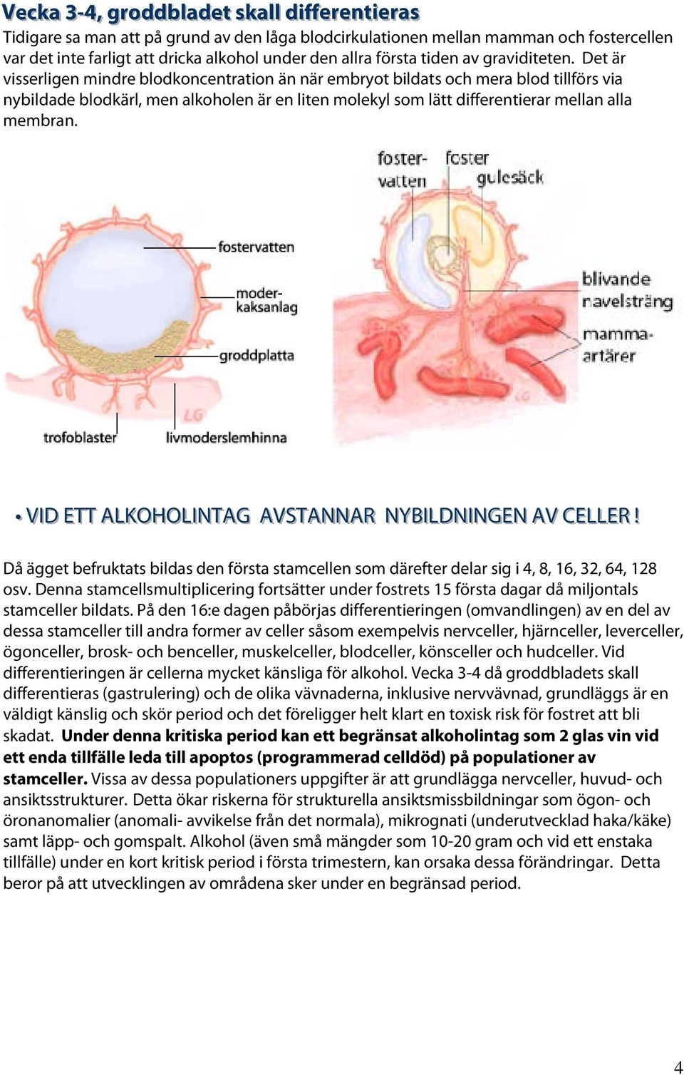 Det är visserligen mindre blodkoncentration än när embryot bildats och mera blod tillförs via nybildade blodkärl, men alkoholen är en liten molekyl som lätt differentierar mellan alla membran.