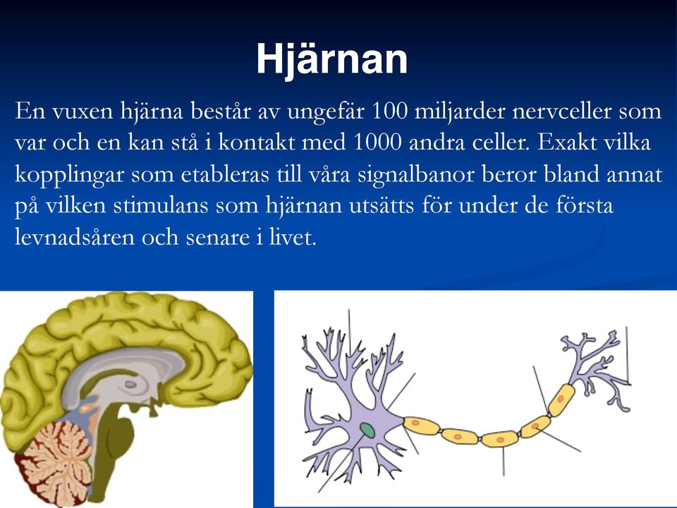 Exakt vilka kopplingar som etableras till våra signalbanor beror bland