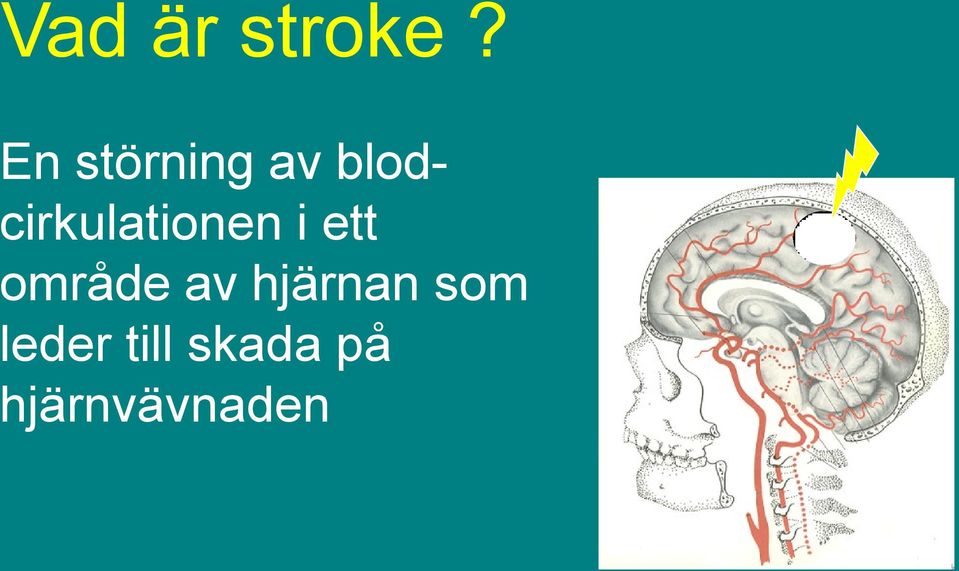 blodcirkulationen i ett