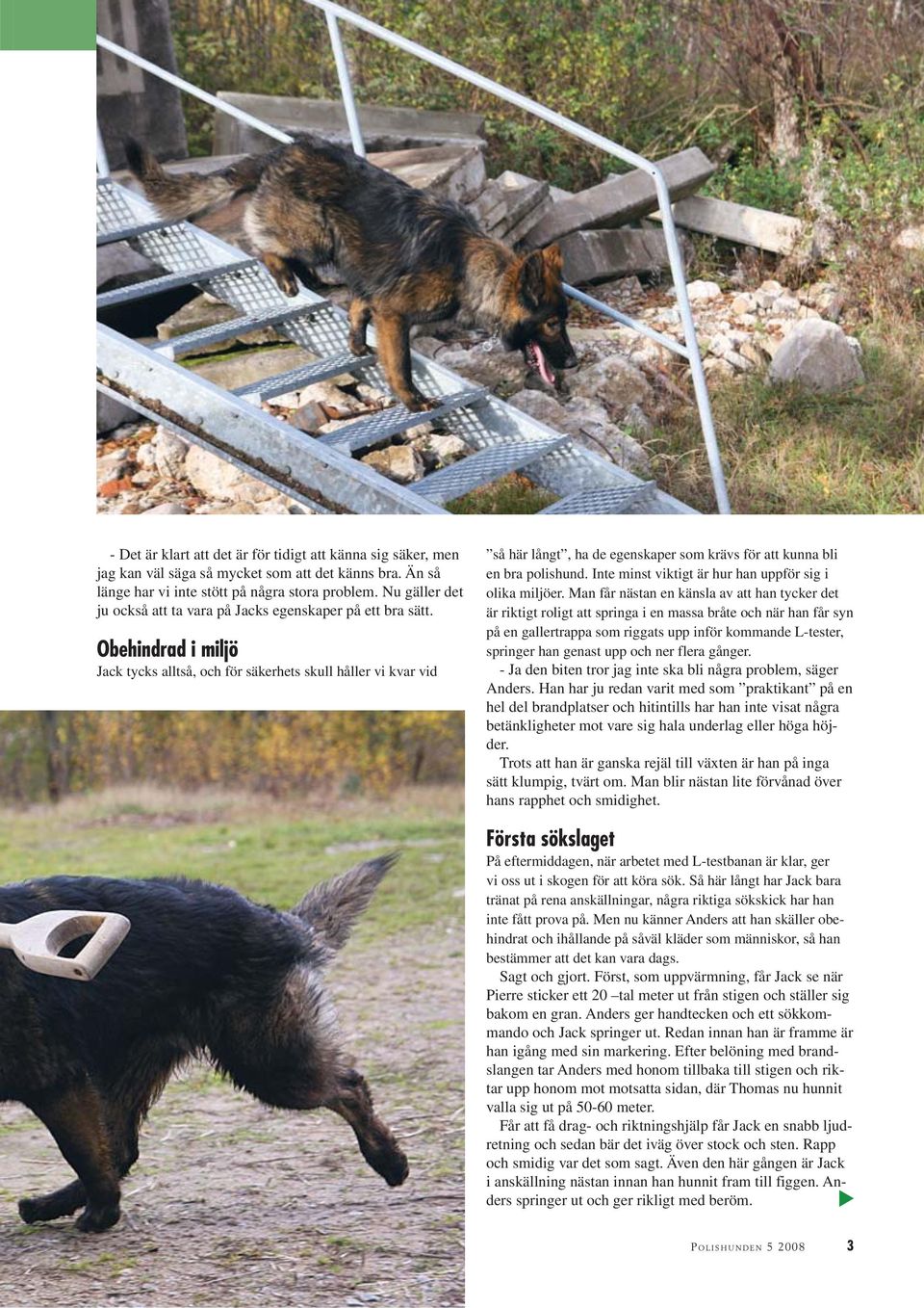 Obehindrad i miljö Jack tycks alltså, och för säkerhets skull håller vi kvar vid så här långt, ha de egenskaper som krävs för att kunna bli en bra polishund.