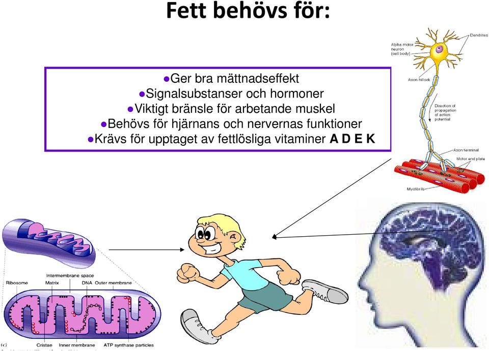 arbetande muskel Behövs för hjärnans och nervernas