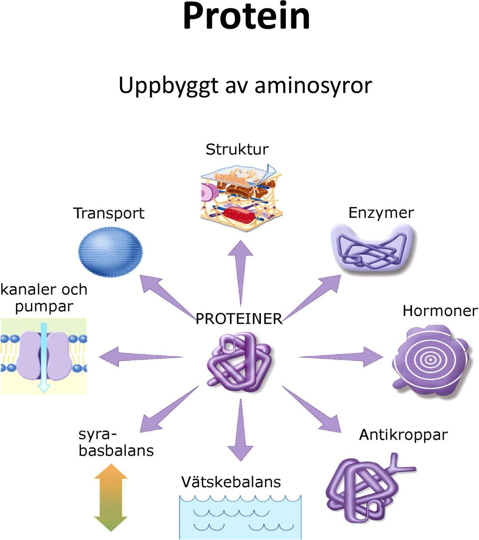 kanaler och pumpar PROTEINER
