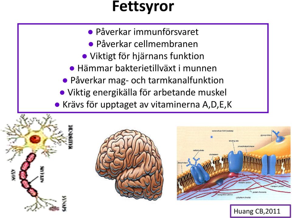 Påverkar mag- och tarmkanalfunktion Viktig energikälla för