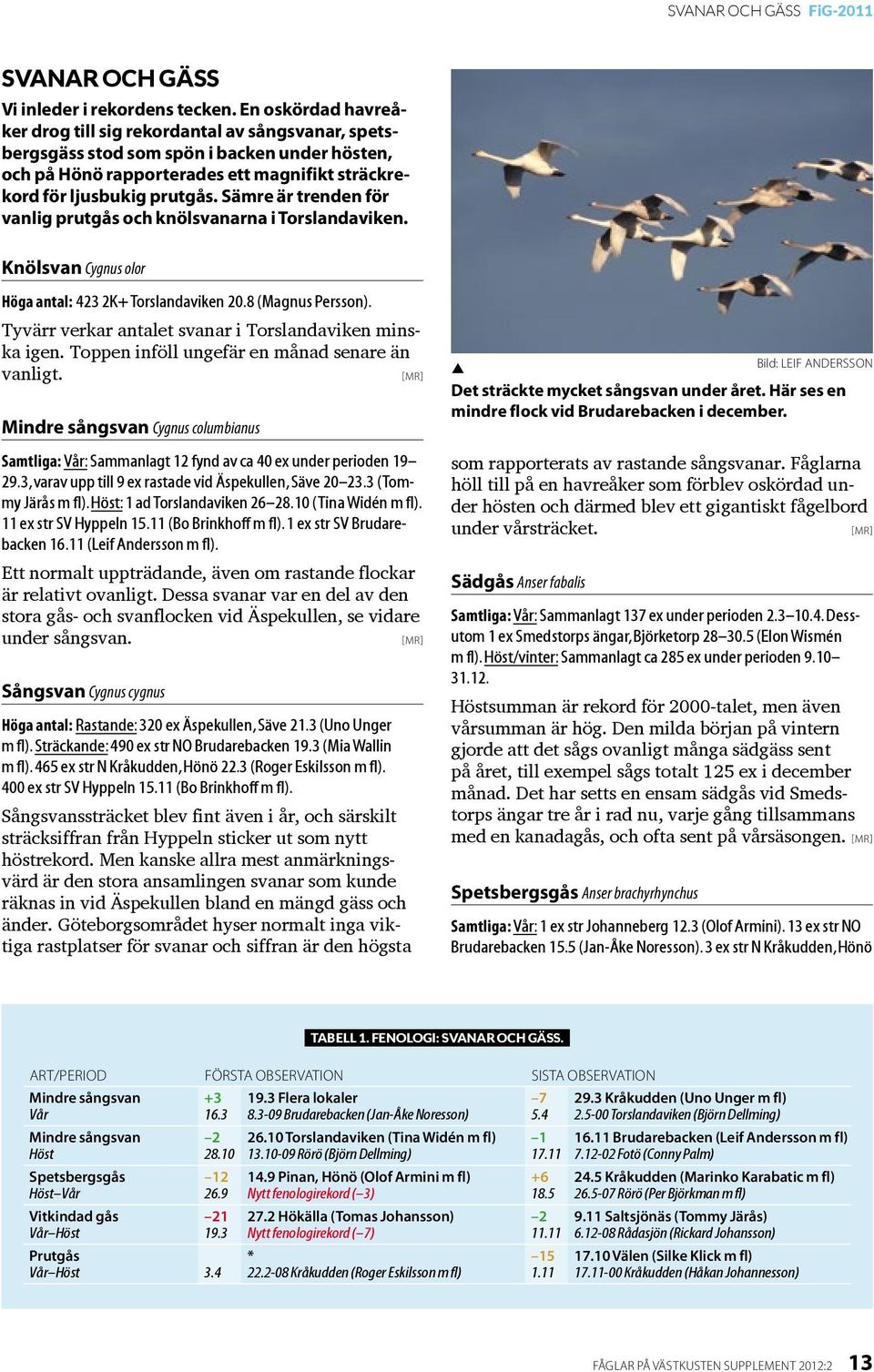 Sämre är trenden för vanlig rutgås och knölsvanarna i Torslandaviken. Knölsvan Cygnus olor Höga antal: 423 2K+ Torslandaviken 20.8 (Magnus Persson).