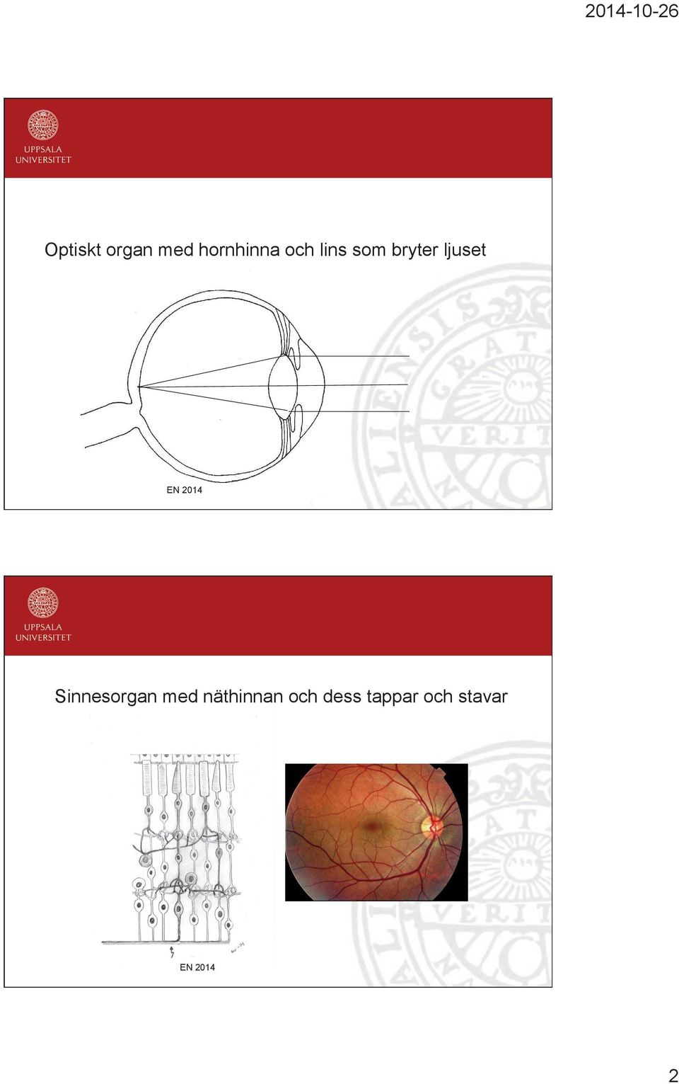 Sinnesorgan med näthinnan och