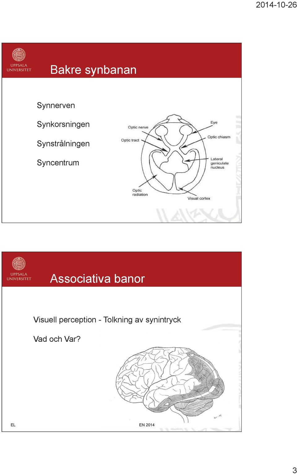 Syncentrum Associativa banor Visuell