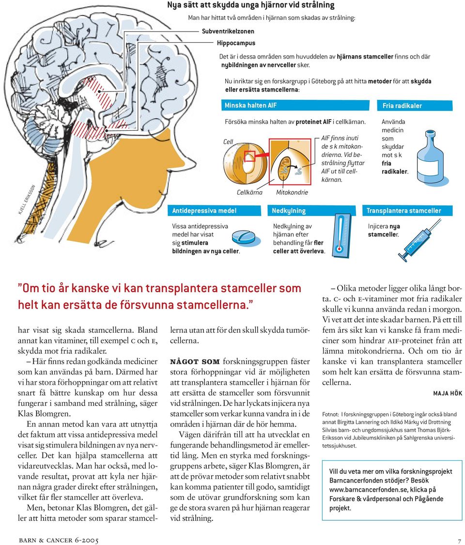 Nu inriktar sig en forskargrupp i Göteborg på att hitta metoder för att skydda eller ersätta stamcellerna: Minska halten AIF Fria radikaler KJELL ERIKSSON Cell Antidepressiva medel Försöka minska