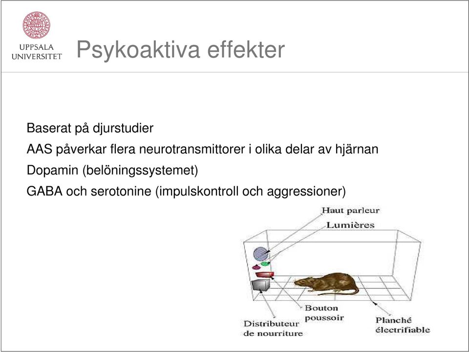 delar av hjärnan Dopamin (belöningssystemet)