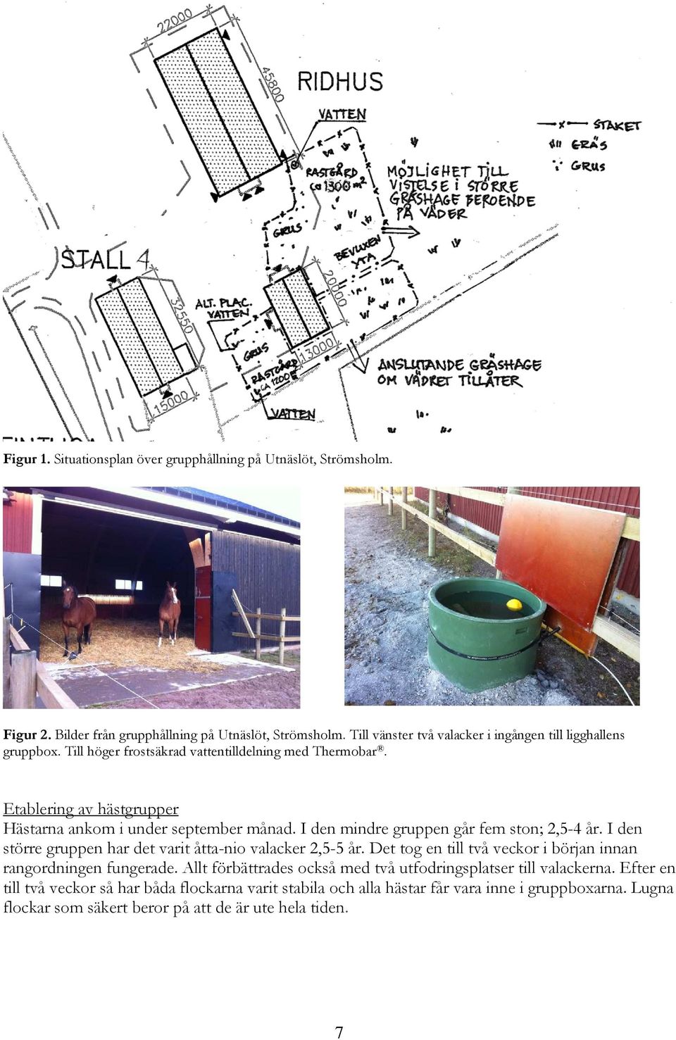 Etablering av hästgrupper Hästarna ankom i under september månad. I den mindre gruppen går fem ston; 2,5-4 år. I den större gruppen har det varit åtta-nio valacker 2,5-5 år.