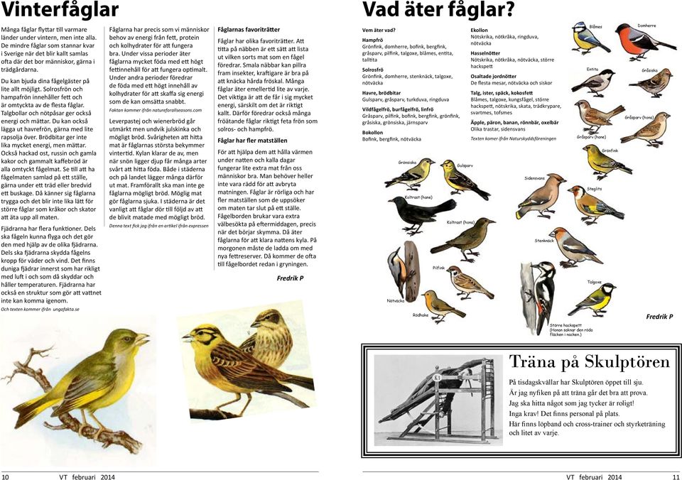 Solrosfrön och hampafrön innehåller fett och är omtyckta av de flesta fåglar. Talgbollar och nötpåsar ger också energi och mättar. Du kan också lägga ut havrefrön, gärna med lite rapsolja över.