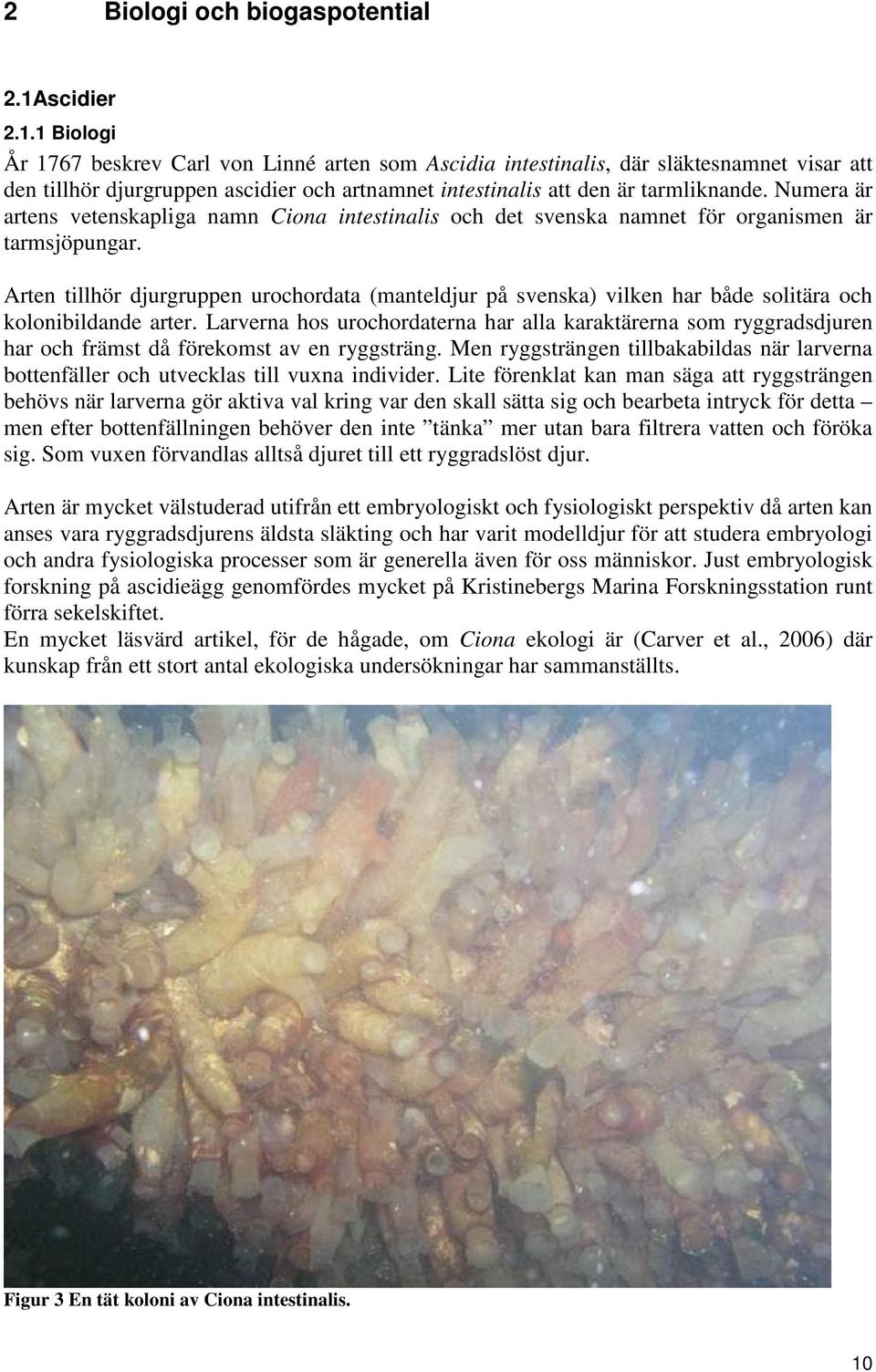 Numera är artens vetenskapliga namn Ciona intestinalis och det svenska namnet för organismen är tarmsjöpungar.