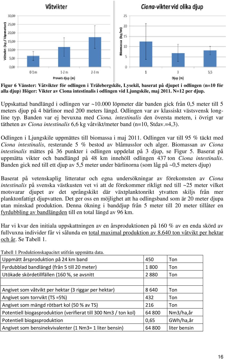 Odlingen var av klassiskt västsvensk longline typ. Banden var ej bevuxna med Ciona. intestinalis den översta metern, i övrigt var tätheten av Ciona intestinalis 6,6 kg våtvikt/meter band (n=10, Stdav.