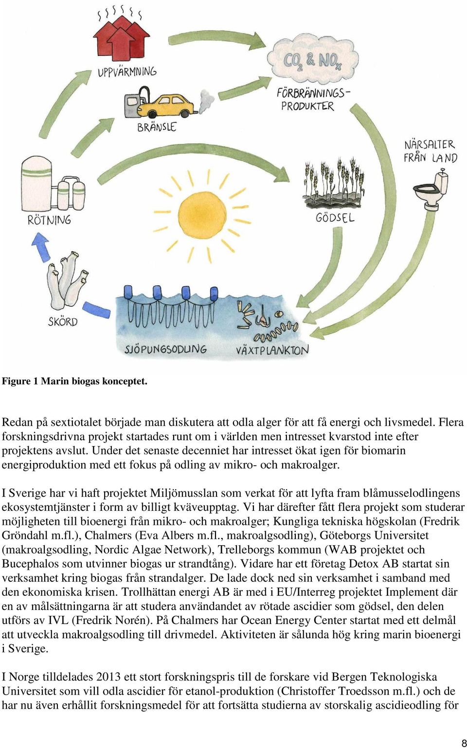 Under det senaste decenniet har intresset ökat igen för biomarin energiproduktion med ett fokus på odling av mikro- och makroalger.