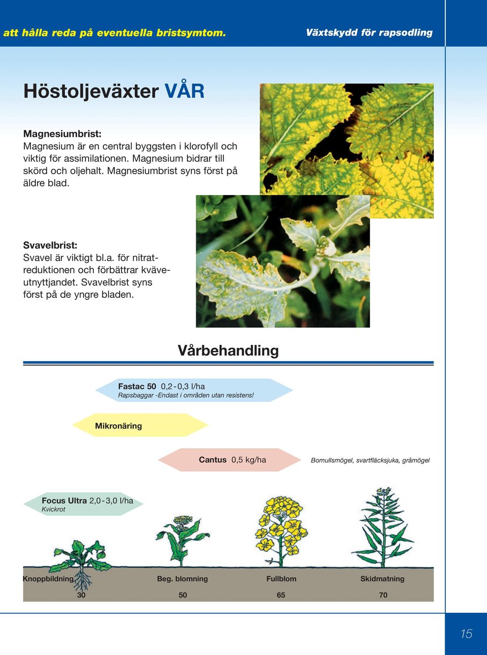 Magnesium bidrar till skörd och oljehalt. Magnesiumbrist syns först på äldre blad. Svavelbrist: Svavel är viktigt bl.a. för nitratreduktionen och förbättrar kväveutnyttjandet.