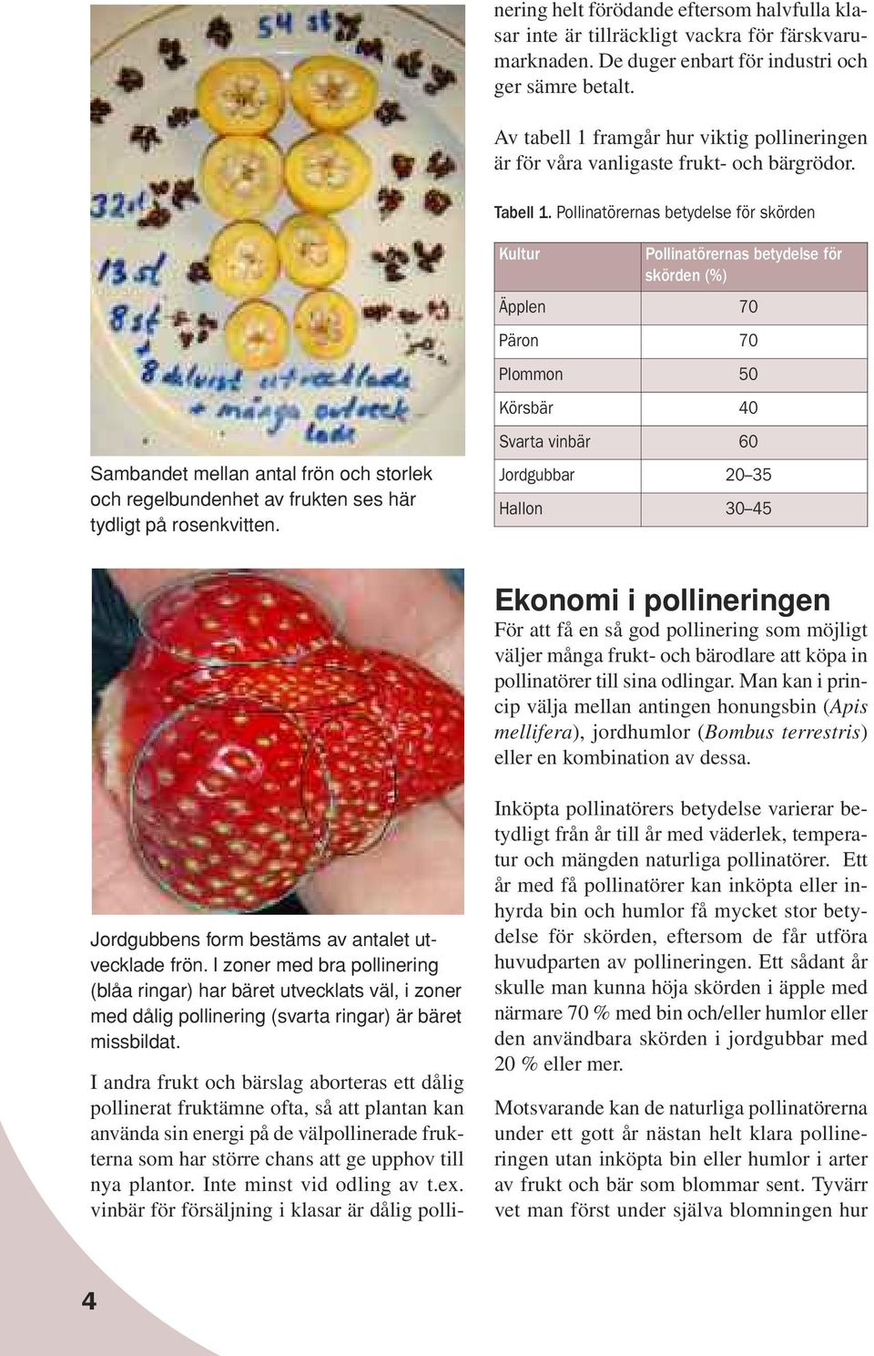 Pollinatörernas betydelse för skörden Sambandet mellan antal frön och storlek och regelbundenhet av frukten ses här tydligt på rosenkvitten.