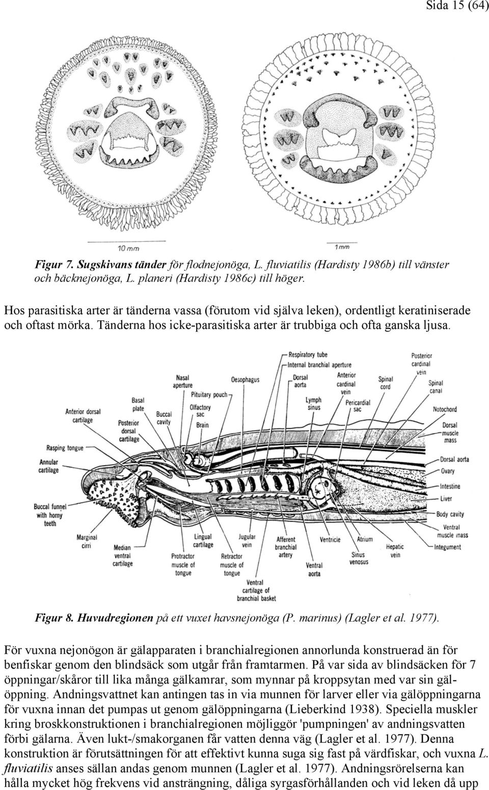 Huvudregionen på ett vuxet havsnejonöga (P. marinus) (Lagler et al. 1977).