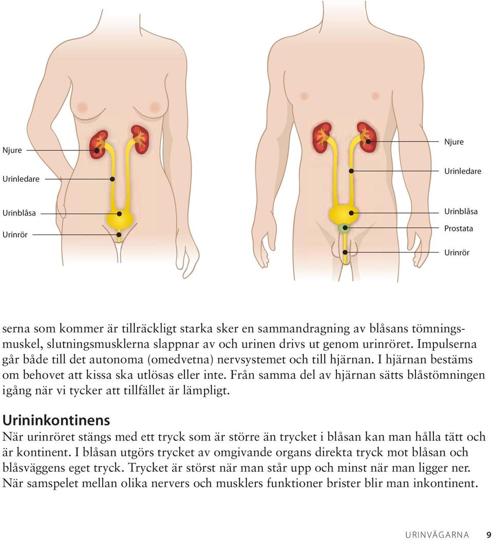 Från samma del av hjärnan sätts blåstömningen igång när vi tycker att tillfället är lämpligt.