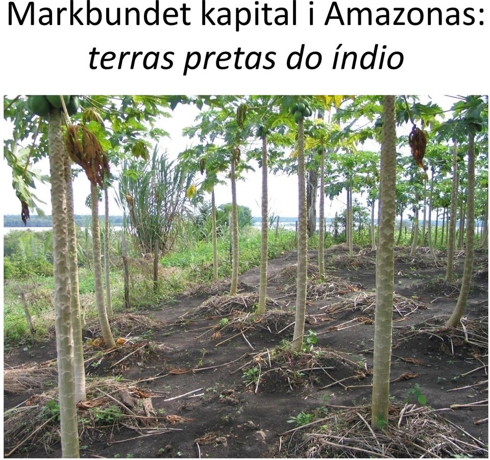 Amazonas: