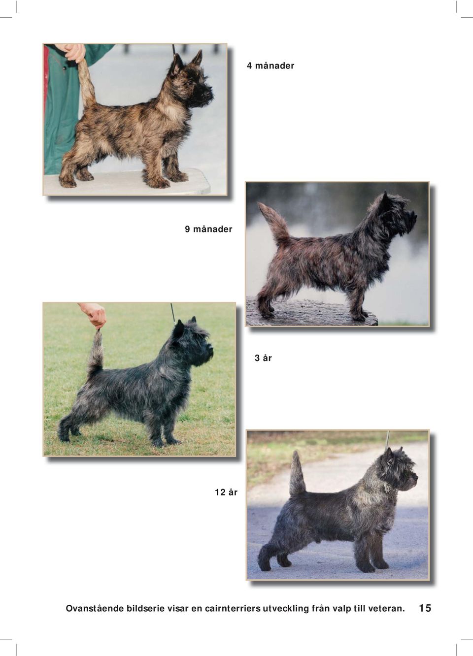 visar en cairnterriers