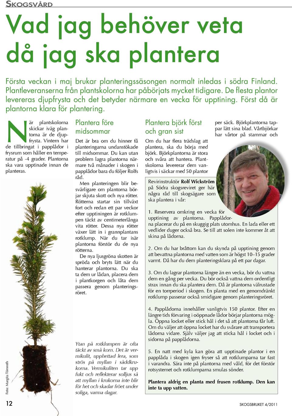 När plantskolorna skickar iväg plantorna är de djupfrysta. Vintern har de tillbringat i papplådor i frysrum som håller en temperatur på -4 grader. Plantorna ska vara upptinade innan de planteras.