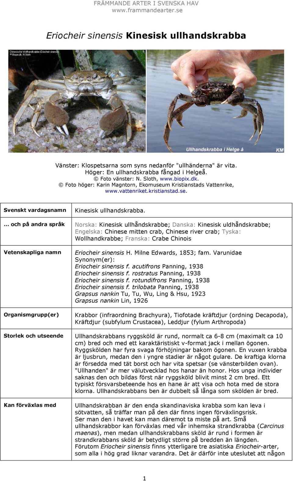 Norska: Kinesisk ullhåndskrabbe; Danska: Kinesisk uldhåndskrabbe; Engelska: Chinese mitten crab, Chinese river crab; Tyska: Wollhandkrabbe; Franska: Crabe Chinois Eriocheir sinensis H.