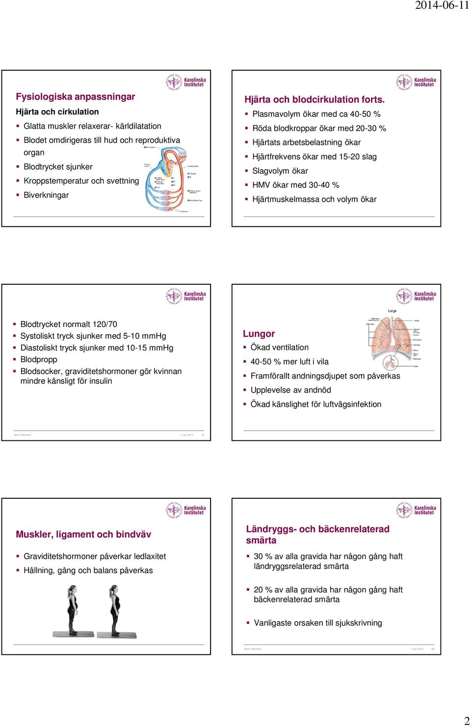 Plasmavolym ökar med ca 40-50 % Röda blodkroppar ökar med 20-30 % Hjärtats arbetsbelastning ökar Hjärtfrekvens ökar med 15-20 slag Slagvolym ökar HMV ökar med 30-40 % Hjärtmuskelmassa och volym ökar