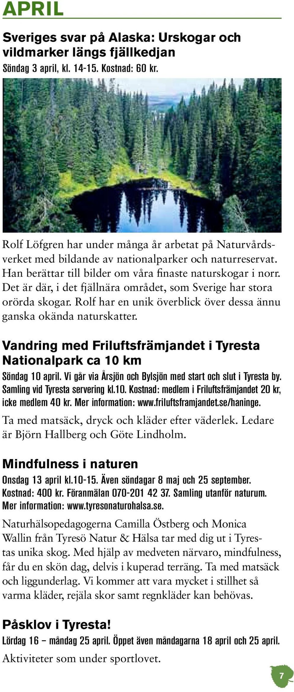 Det är där, i det fjällnära området, som Sverige har stora orörda skogar. Rolf har en unik överblick över dessa ännu ganska okända naturskatter.