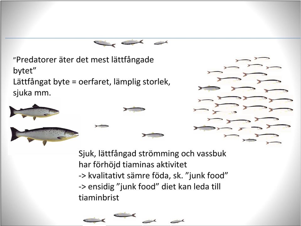 Sjuk, lättfångad strömming och vassbuk har förhöjd tiaminas