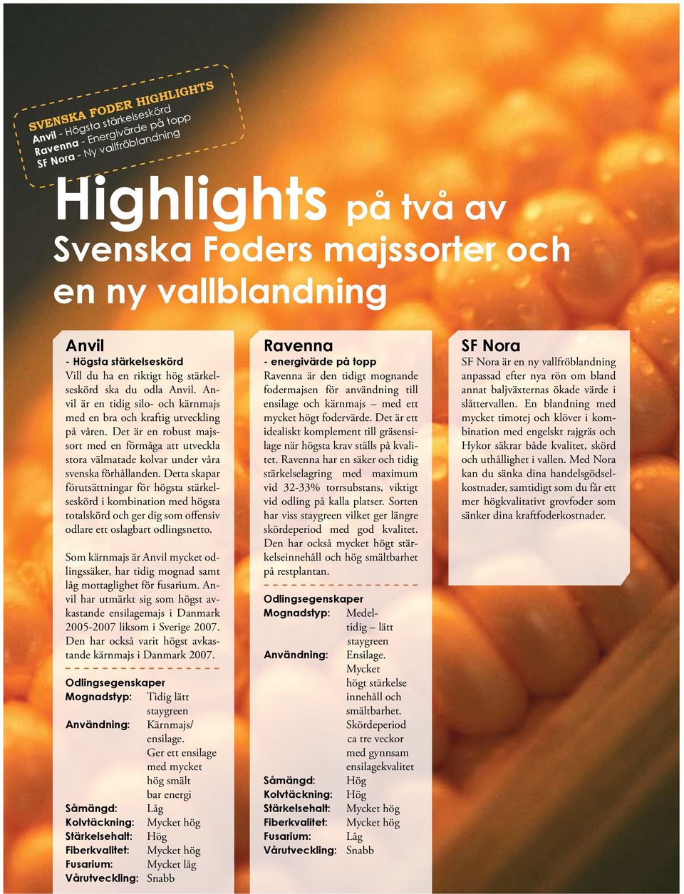Det är en robust majssort med en förmåga att utveckla stora välmatade kolvar under våra svenska förhållanden.