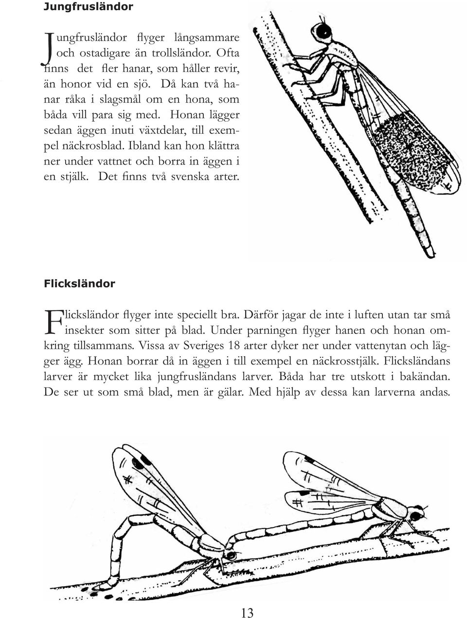 Ibland kan hon klättra ner under vattnet och borra in äggen i en stjälk. Det finns två svenska arter. Flicksländor Flicksländor flyger inte speciellt bra.