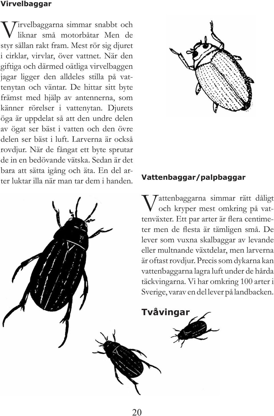 Djurets öga är uppdelat så att den undre delen av ögat ser bäst i vatten och den övre delen ser bäst i luft. Larverna är också rovdjur. När de fångat ett byte sprutar de in en bedövande vätska.