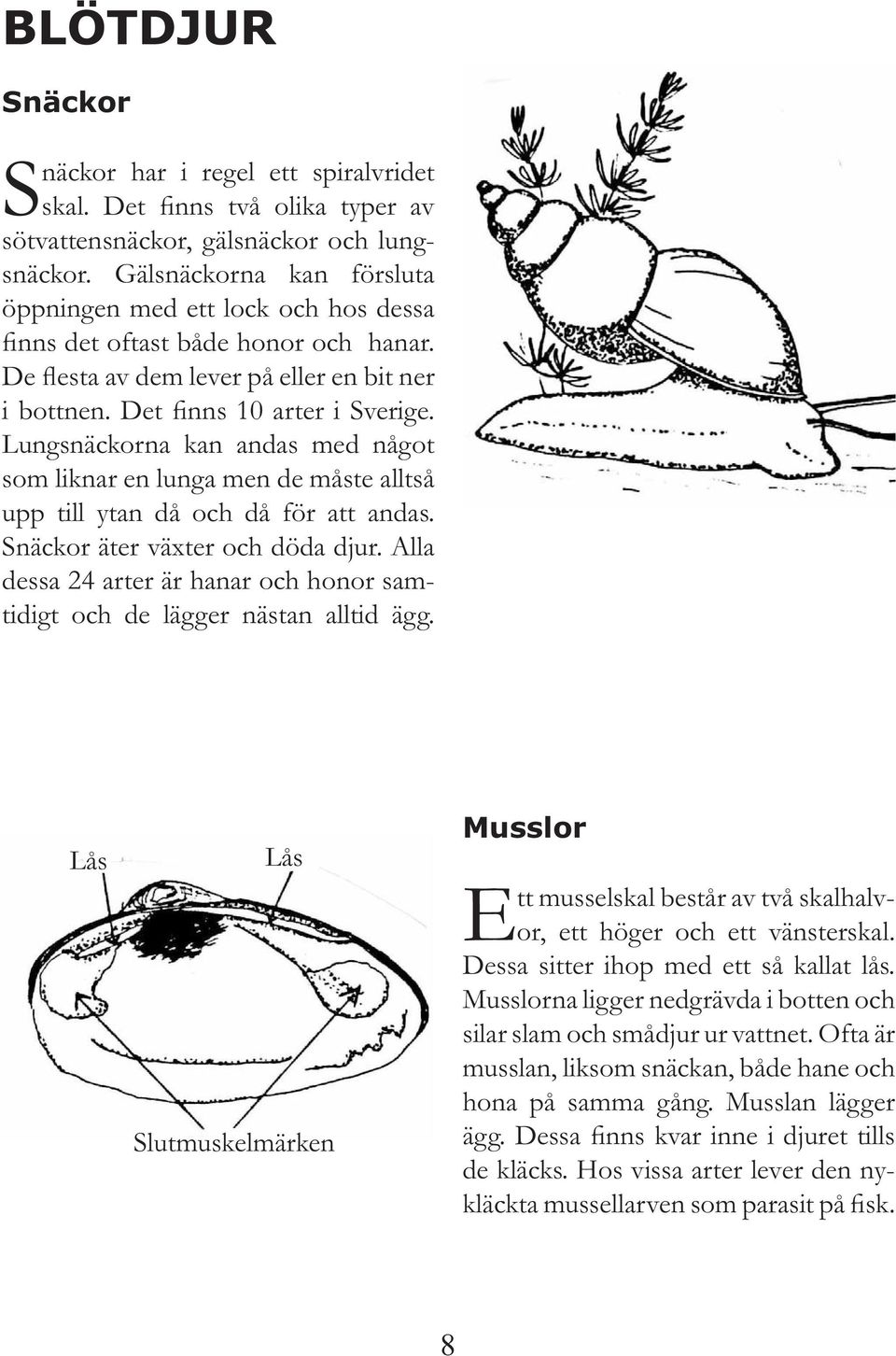 Lungsnäckorna kan andas med något som liknar en lunga men de måste alltså upp till ytan då och då för att andas. Snäckor äter växter och döda djur.