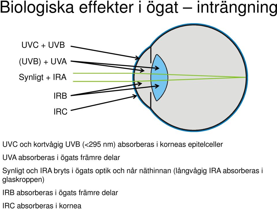 ögats främre delar Synligt och IRA bryts i ögats optik och når näthinnan (långvågig