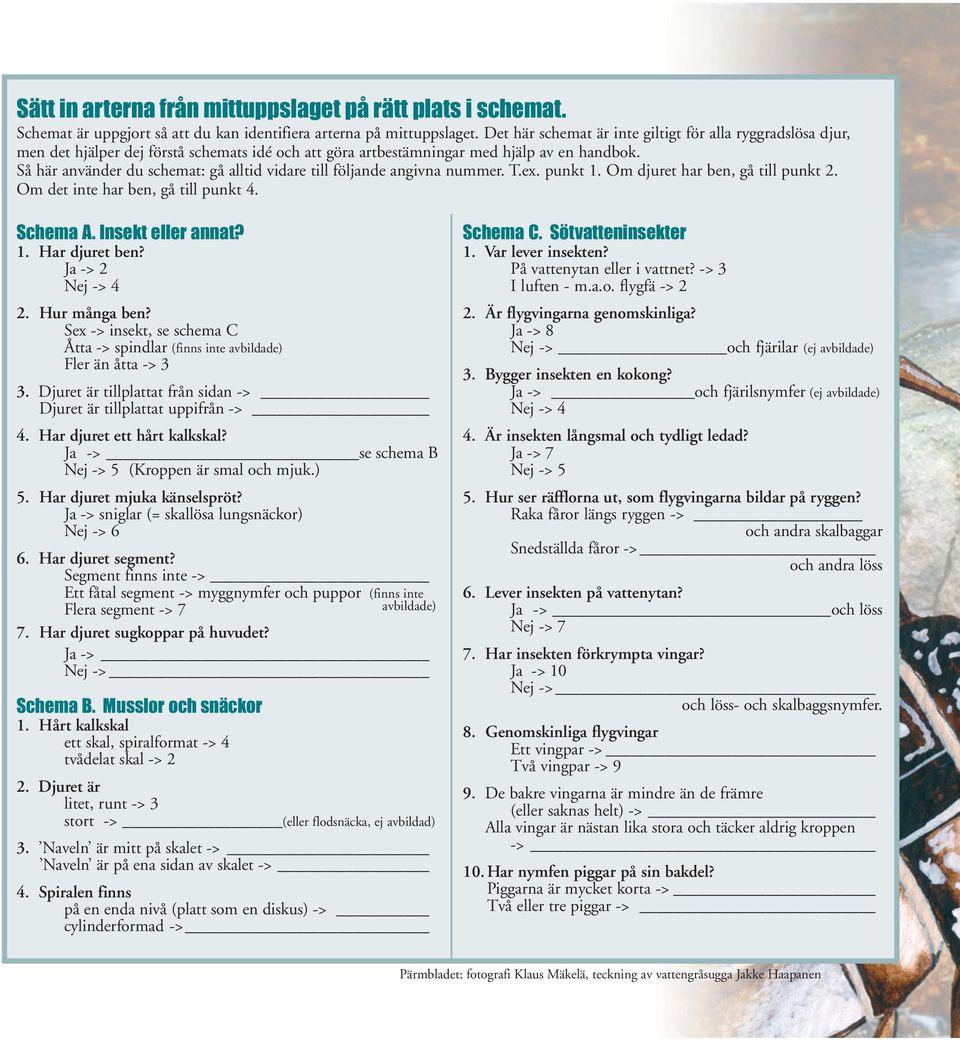 Så här använder du schemat: gå alltid vidare till följande angivna nummer. T.ex. punkt 1. Om djuret har ben, gå till punkt 2. Om det inte har ben, gå till punkt 4. Schema A. Insekt eller annat? 1. Har djuret ben?