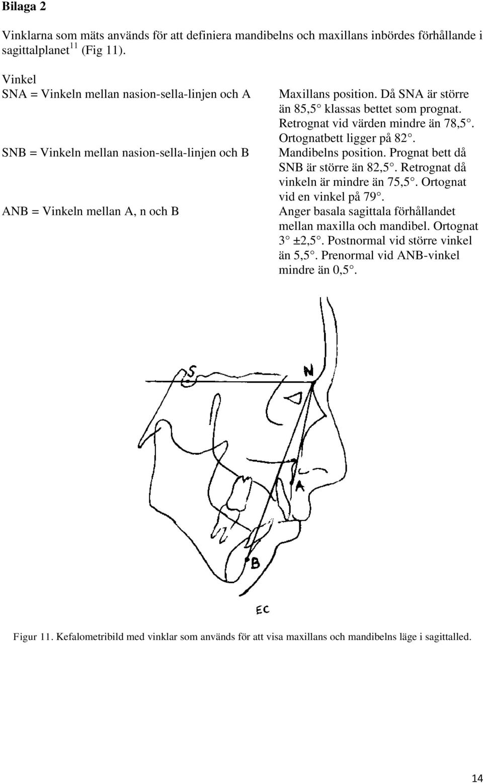 Då SNA är större än 85,5 klassas bettet som prognat. Retrognat vid värden mindre än 78,5. Ortognatbett ligger på 82. Mandibelns position. Prognat bett då SNB är större än 82,5.