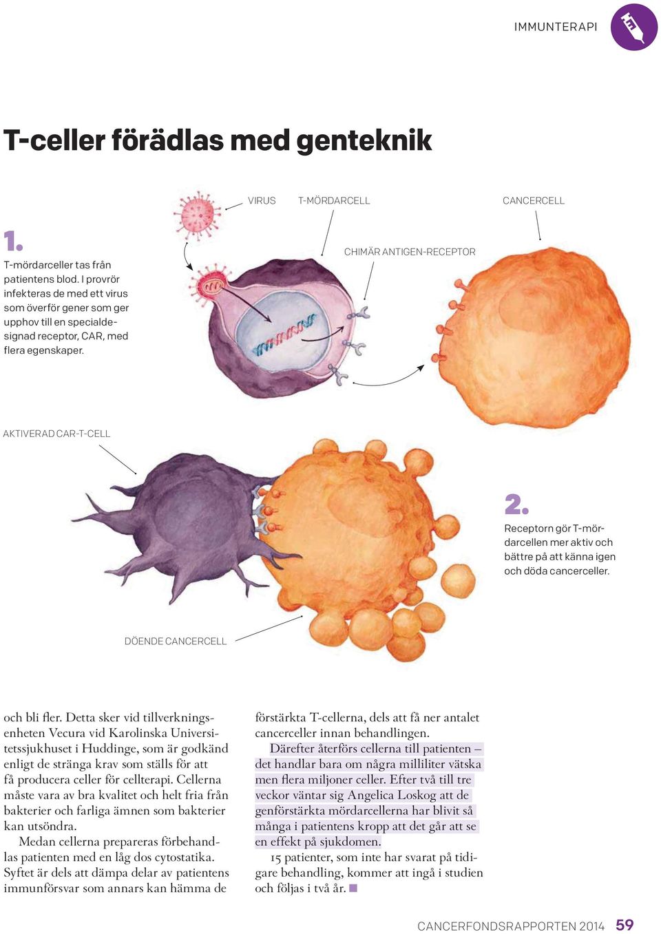 Receptorn gör T-mördarcellen mer aktiv och bättre på att känna igen och döda cancerceller. DÖENDE CANCERCELL och bli fler.