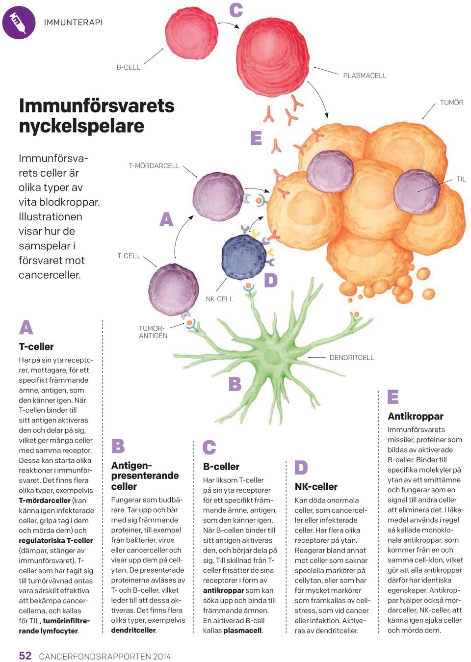 När T-cellen binder till sitt antigen aktiveras den och delar på sig, vilket ger många celler med samma receptor. Dessa kan starta olika reaktioner i immunförsvaret.