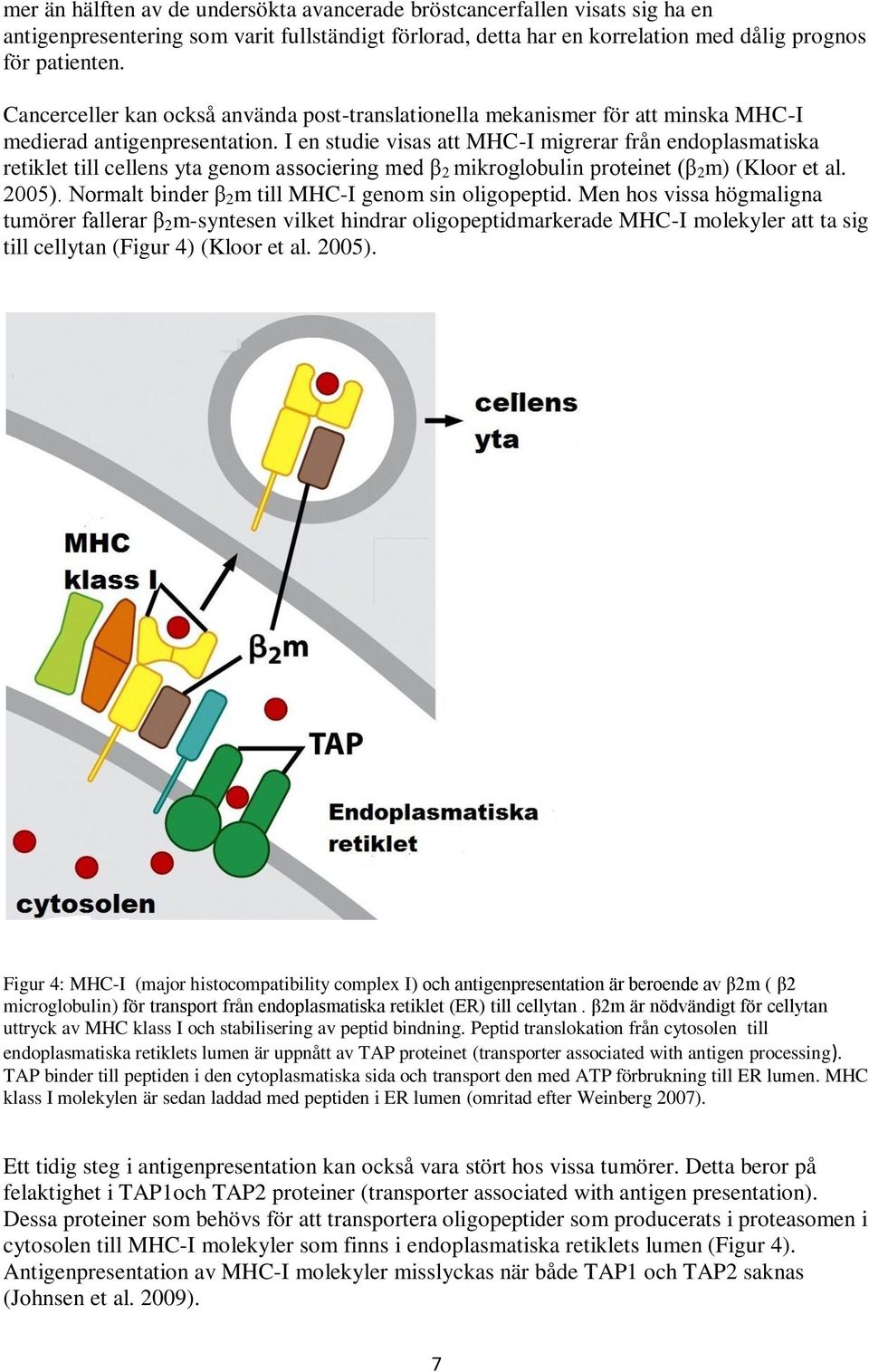 I en studie visas att MHC-I migrerar från endoplasmatiska retiklet till cellens yta genom associering med β 2 mikroglobulin proteinet (β 2 m) (Kloor et al. 2005).