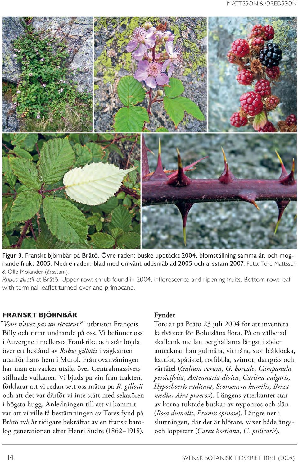 Bottom row: leaf with terminal leaflet turned over and primocane. FRANSKT BJÖRNBÄR Vous n avez pas un sécateur? utbrister François Billy och tittar undrande på oss.