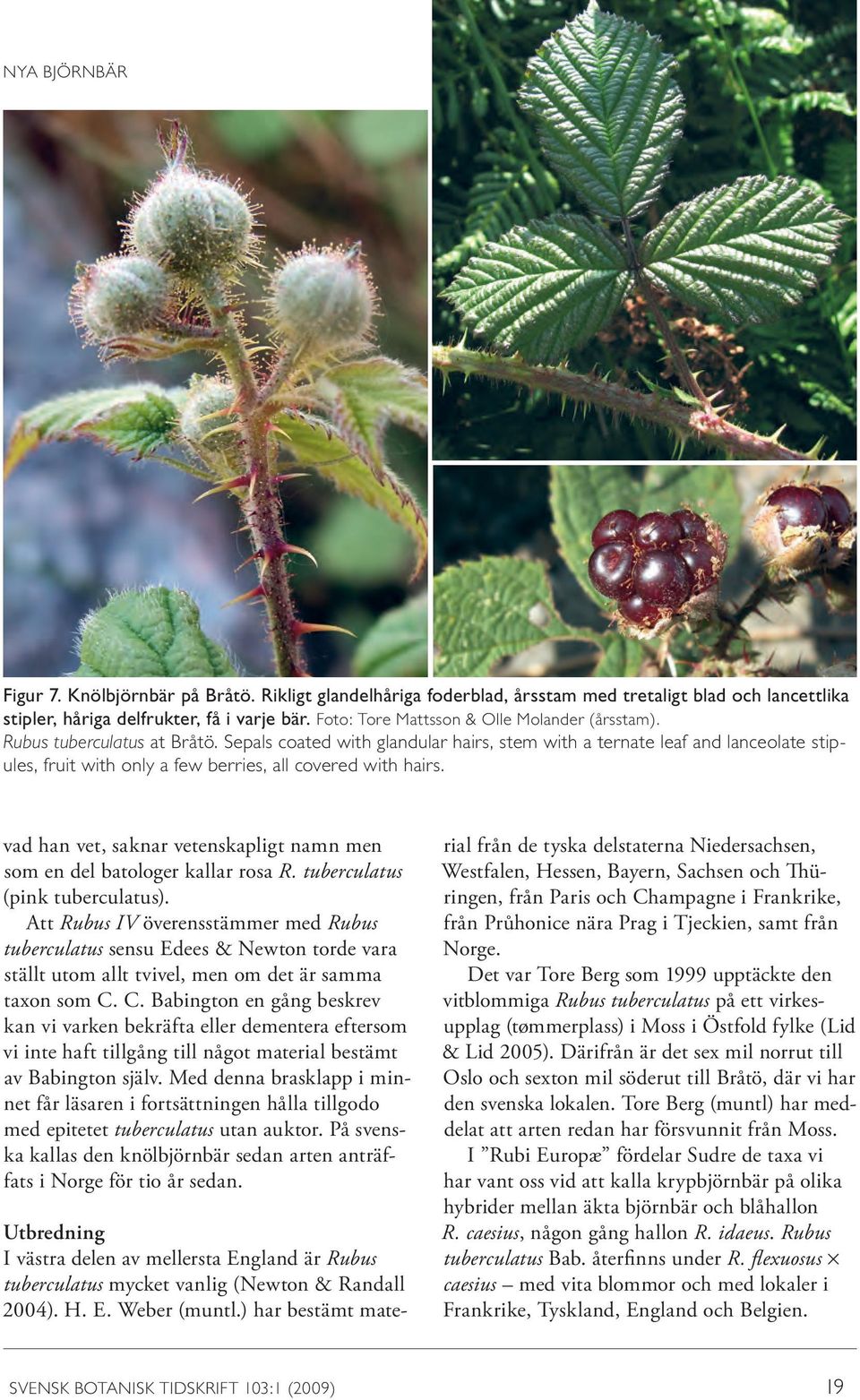 Sepals coated with glandular hairs, stem with a ternate leaf and lanceolate stipules, fruit with only a few berries, all covered with hairs.