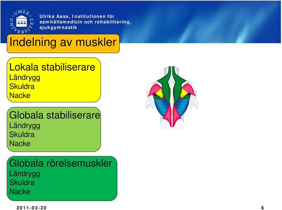 sjukgymnastik Indelning av muskler Lokala