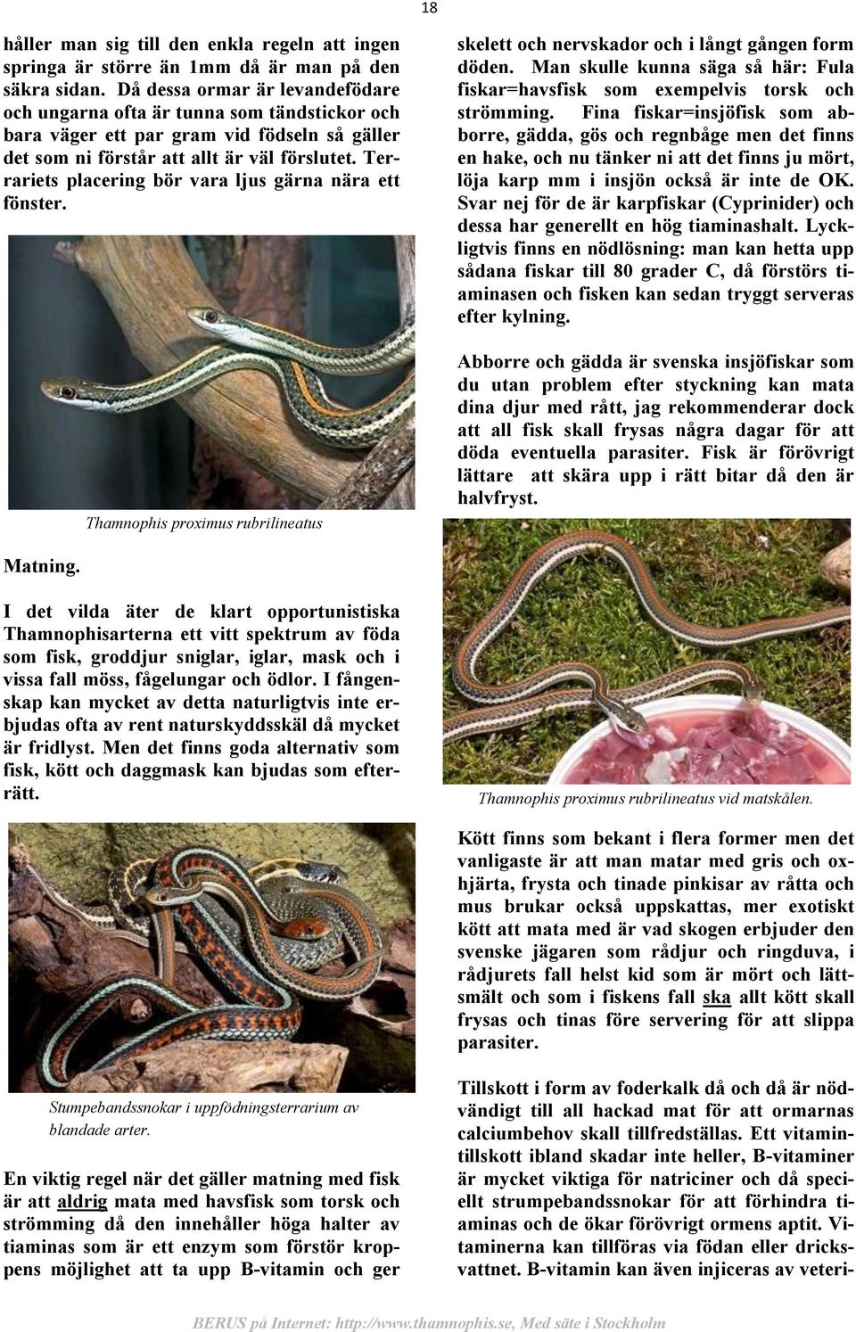 Terrariets placering bör vara ljus gärna nära ett fönster. Thamnophis proximus rubrilineatus skelett och nervskador och i långt gången form döden.