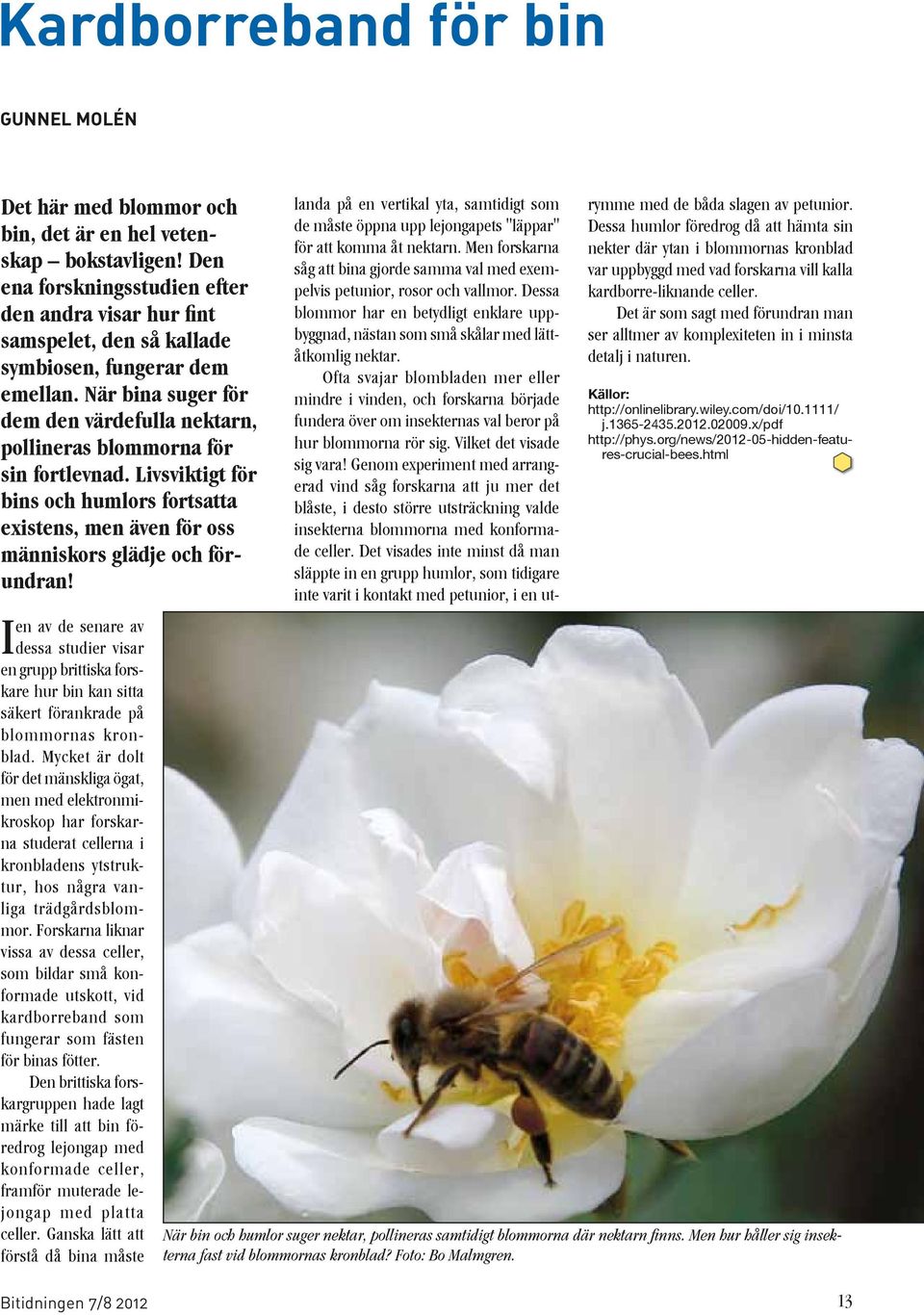När bina suger för dem den värdefulla nektarn, pollineras blommorna för sin fortlevnad. Livsviktigt för bins och humlors fortsatta existens, men även för oss människors glädje och förundran!