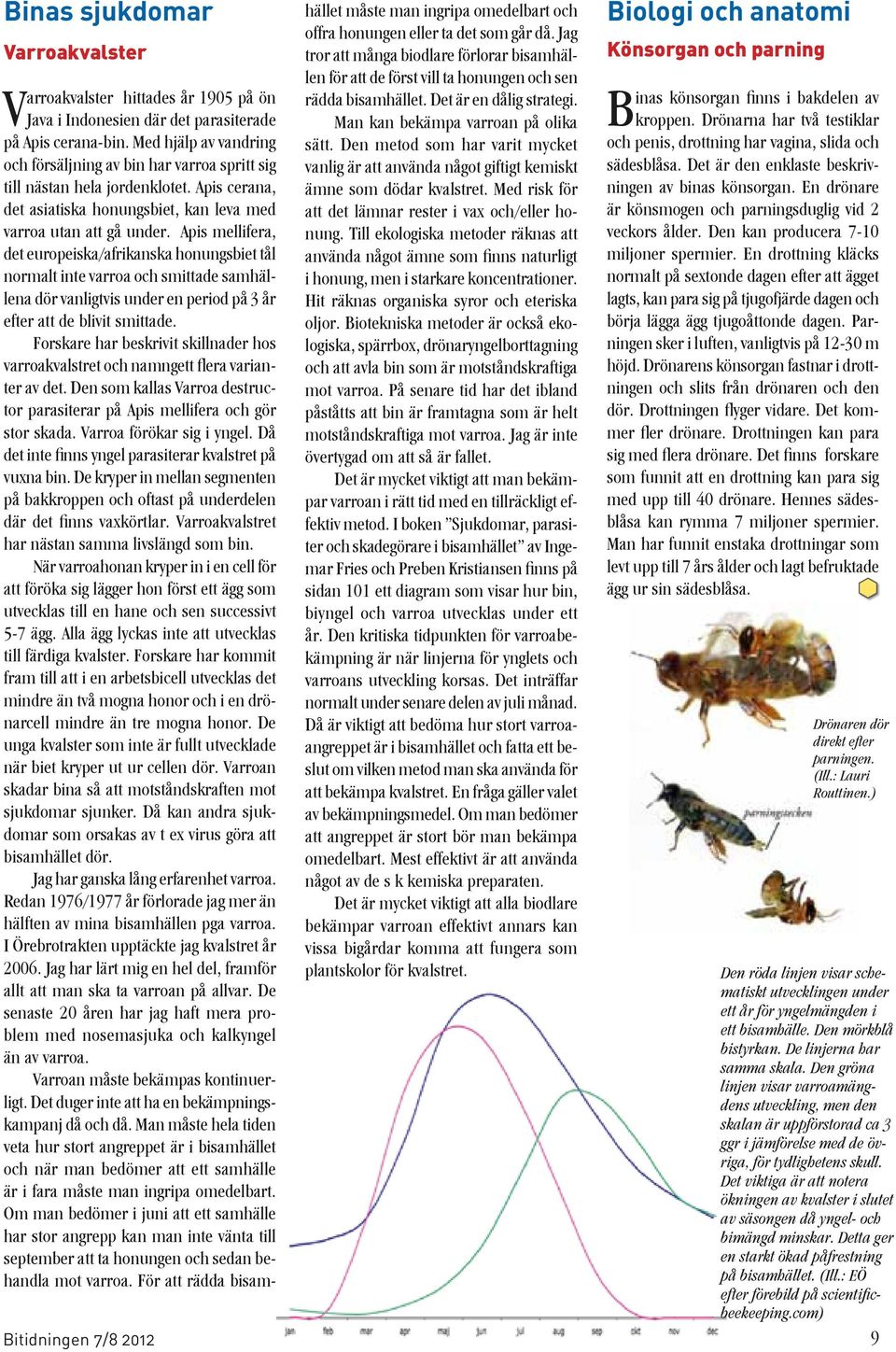 Apis mellifera, det europeiska/afrikanska honungsbiet tål normalt inte varroa och smittade samhällena dör vanligtvis under en period på 3 år efter att de blivit smittade.